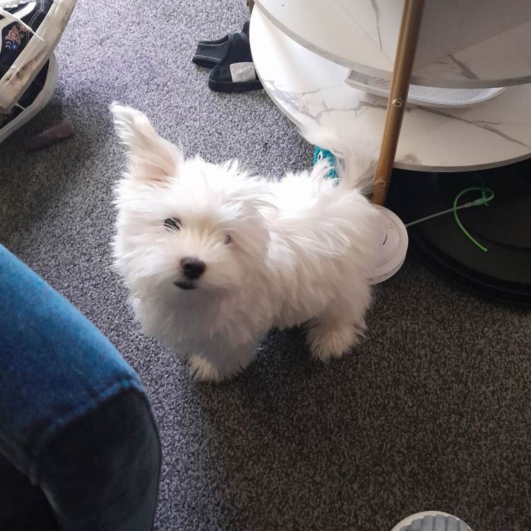 4 months old Maltese 