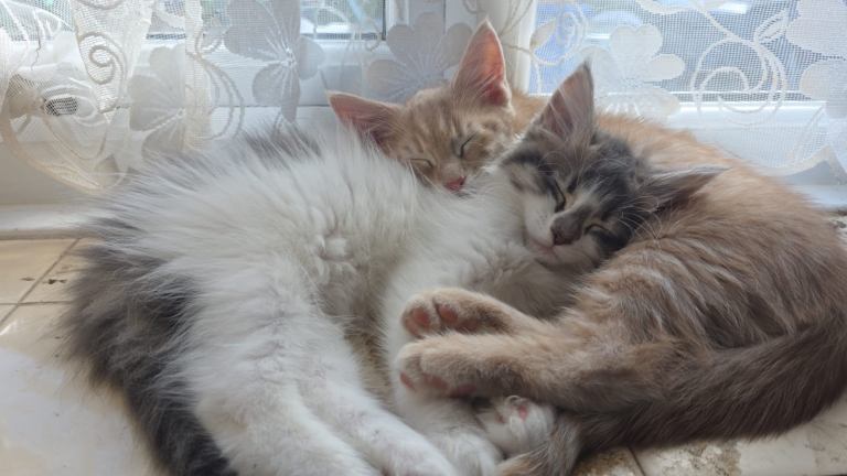 Beautiful and playful half mainecoon kittens for sale 