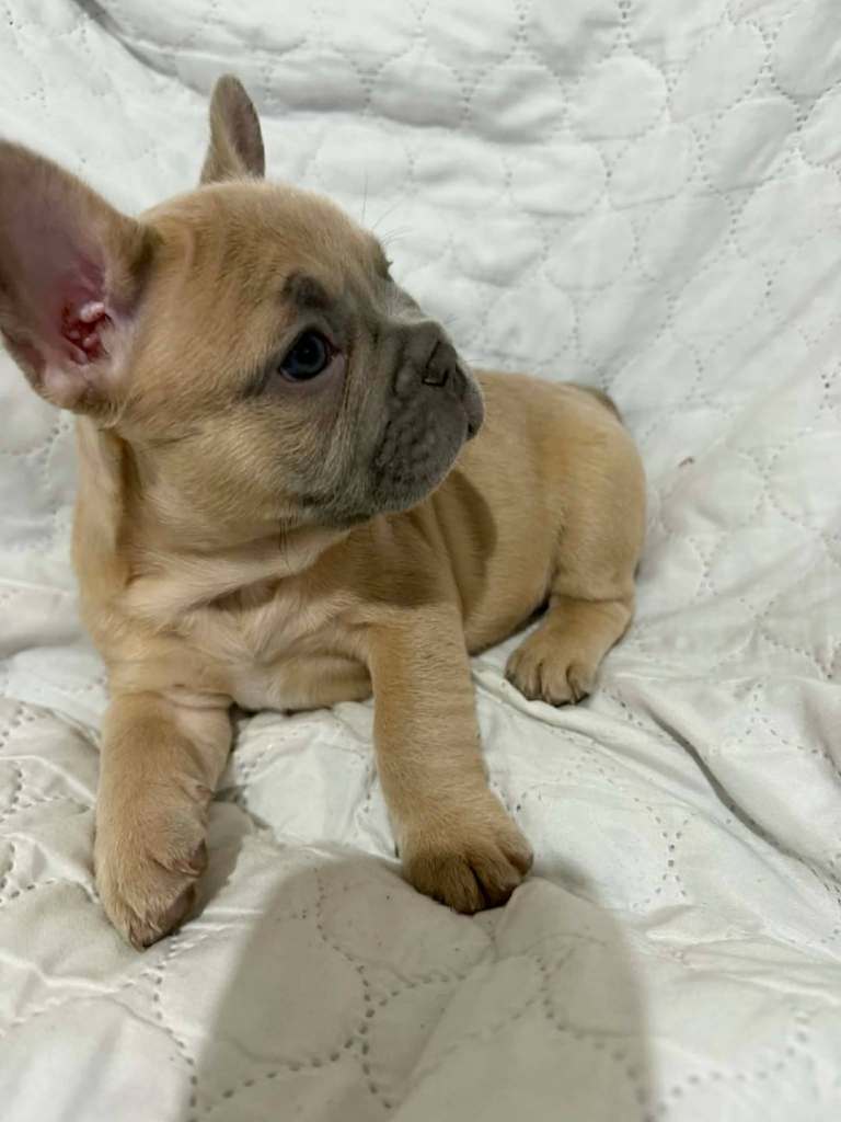 French bulldog puppies 