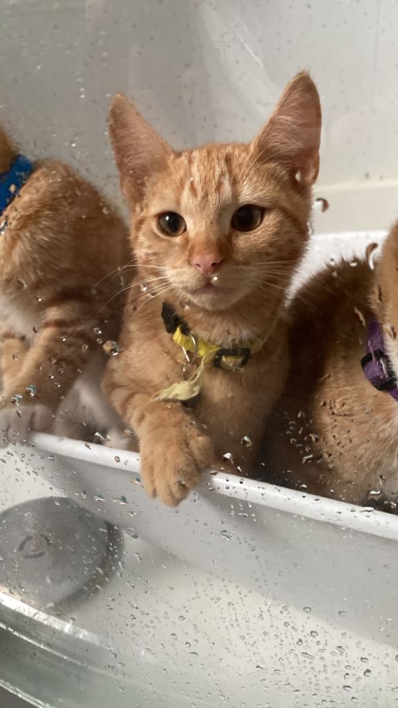 Biscoff ginger kitten