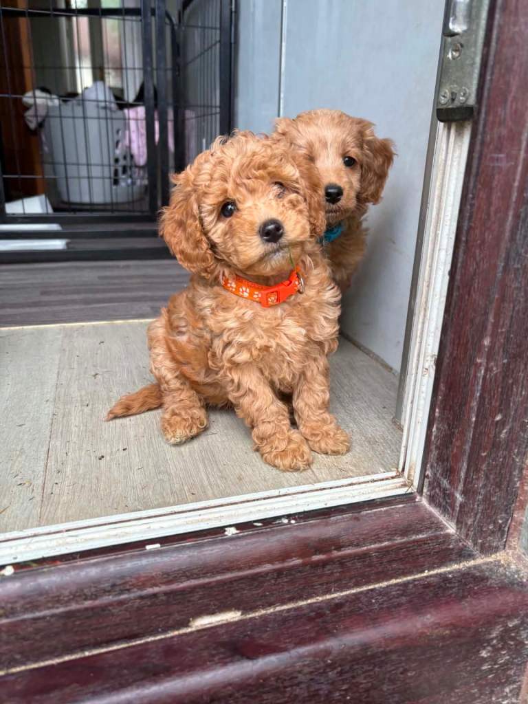 Cockapoo puppies 🐾 ready for new homes on the 20/6/26