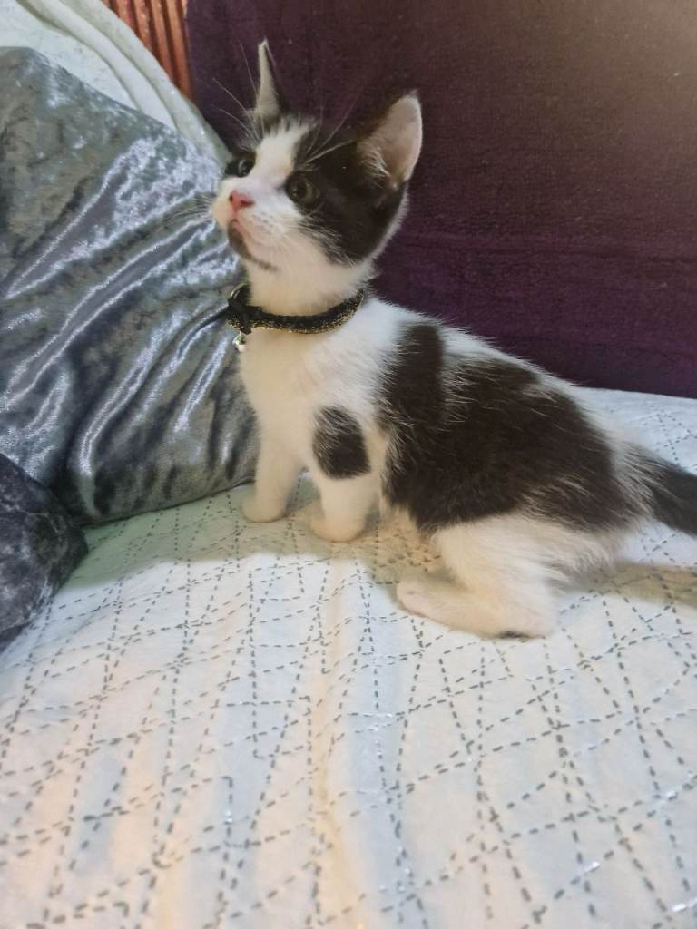 1 kitten left 💙 1 male. 