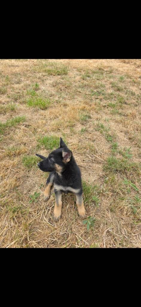 German shepherd pup