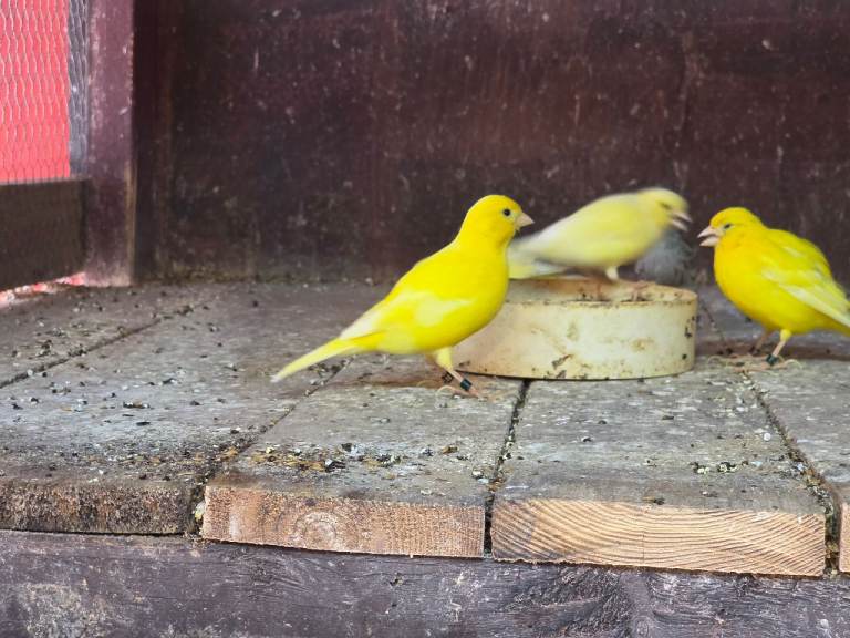 Canaries fir sale