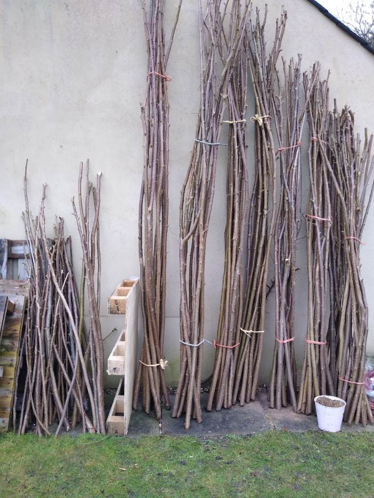 Hazel poles/sticks/stakes,  Assorted lengths and diameters. Buy in bulk or just a few!