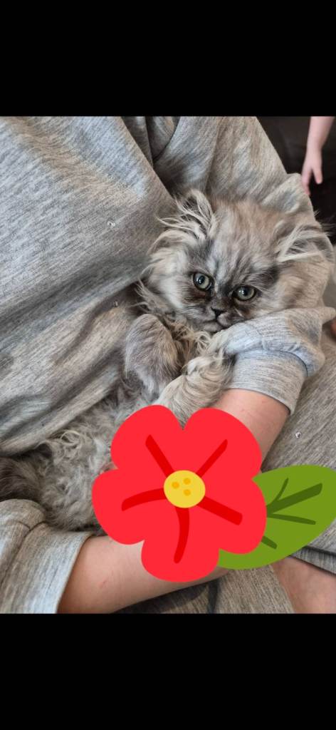 Female persian 