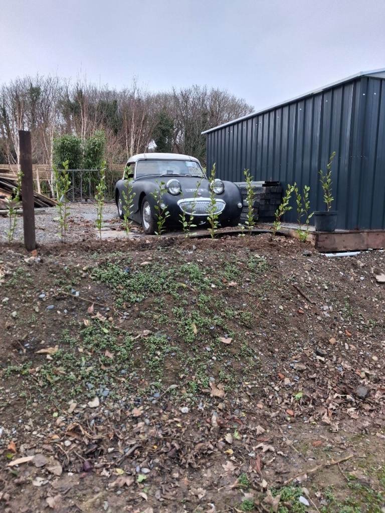 Austin Healey Sprite Frogeye