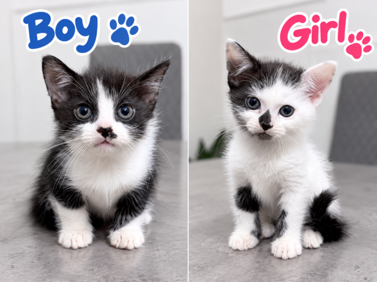 Beautiful Boy & Girl Kittens – Ready to Leave Now