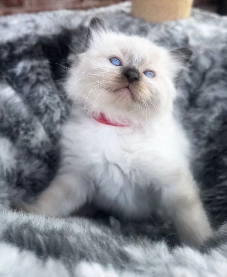 Ragdoll kittens 