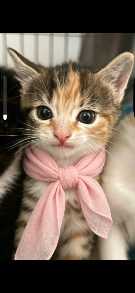 Adorable Kittens Looking for Their Forever Homes