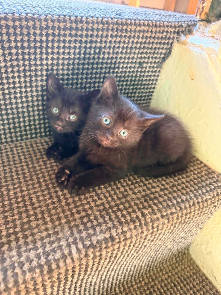 Kittens