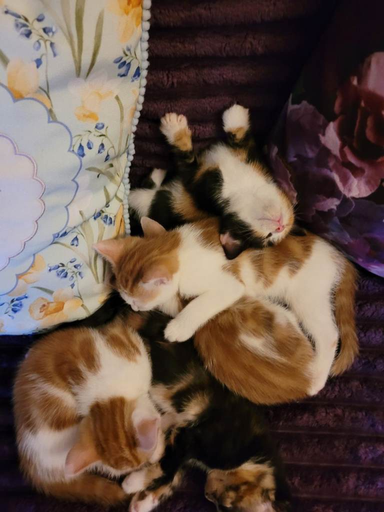 Gorgeous kittens