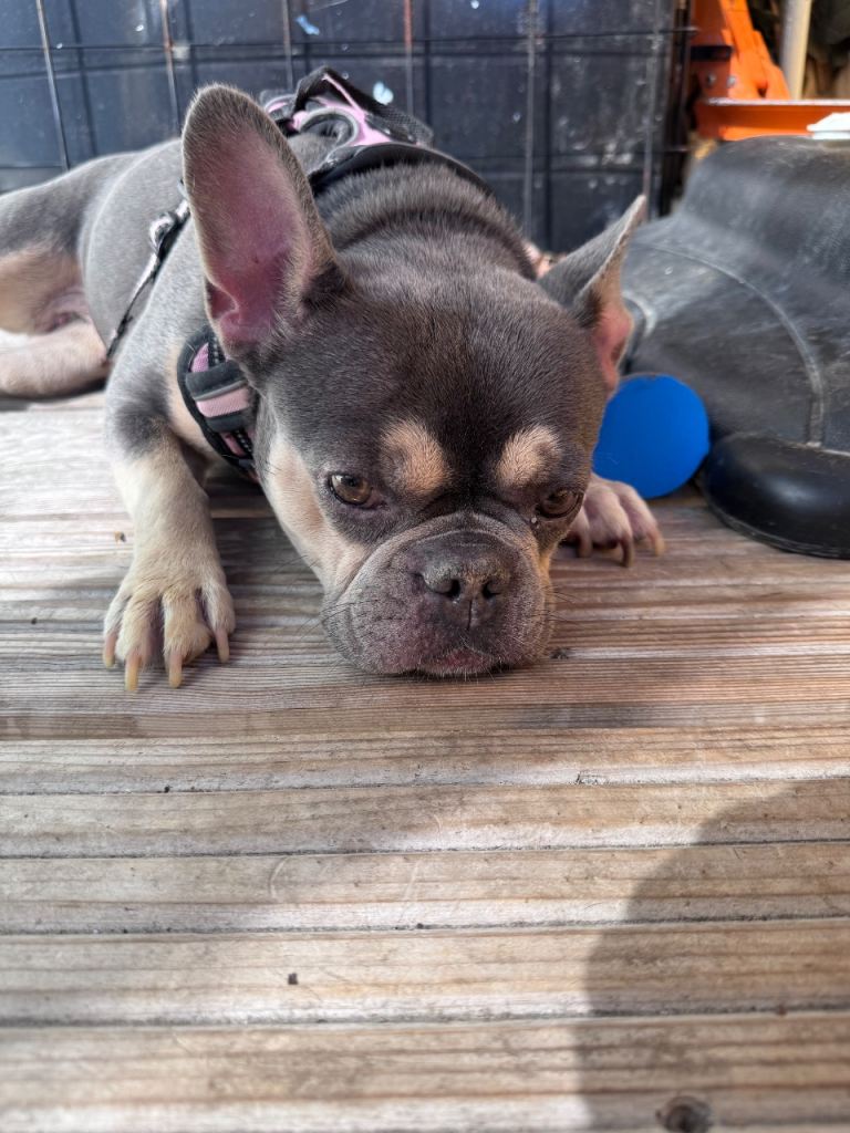 *** Beautiful Female Frenchie Needs Rehoming Today***