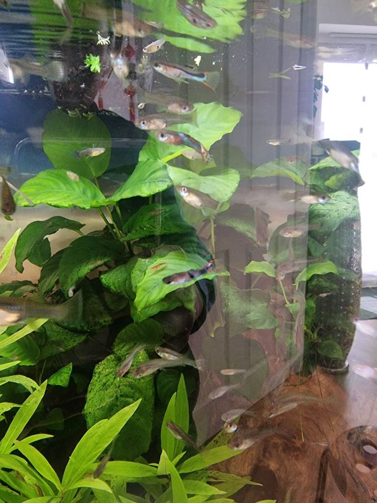 Anubias barteri plants 
