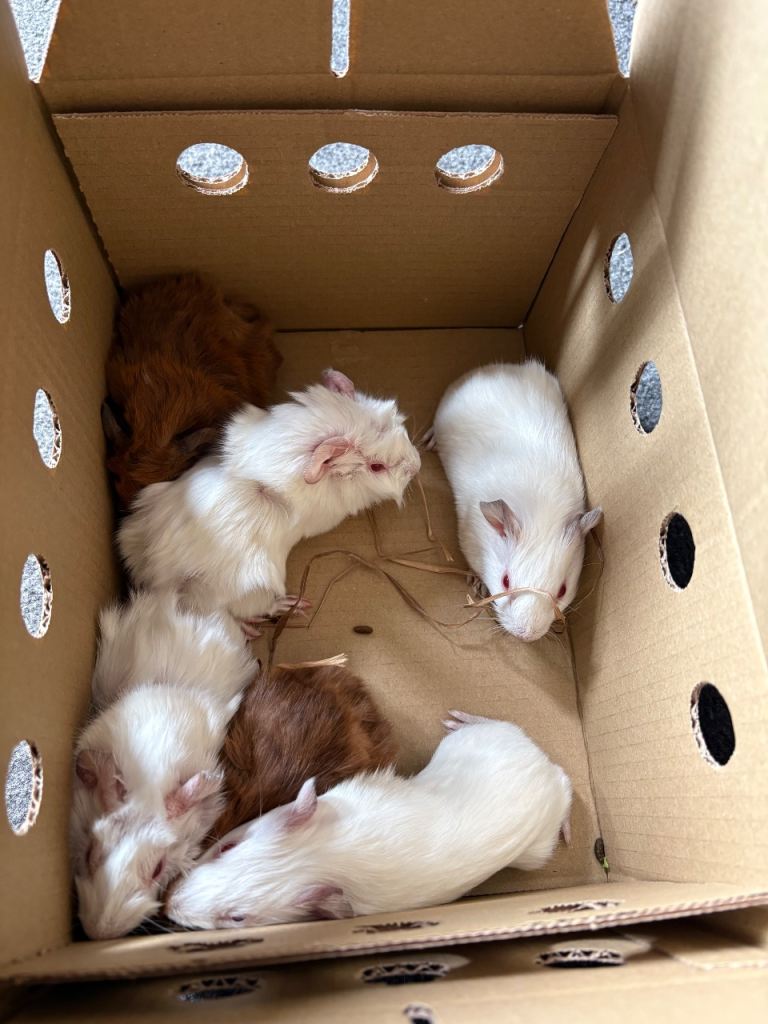7 guinea pigs