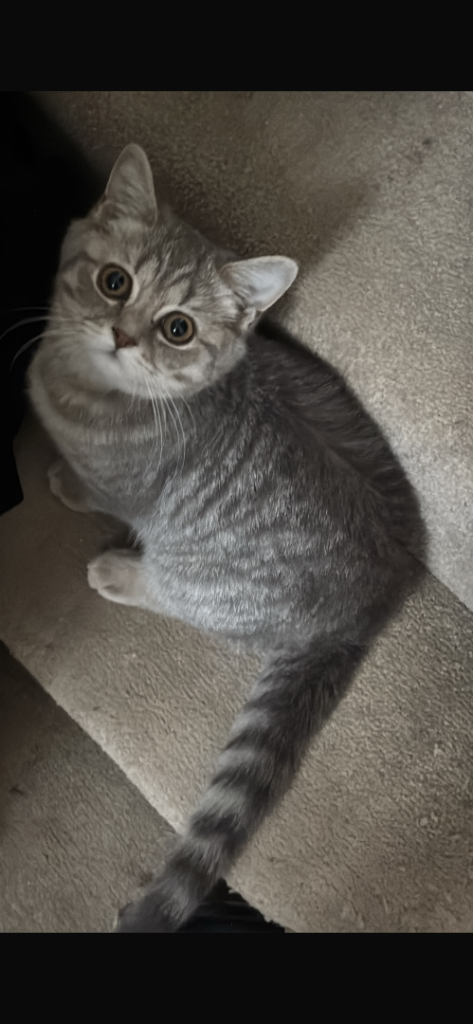 Adorable British Shorthair Kitten
