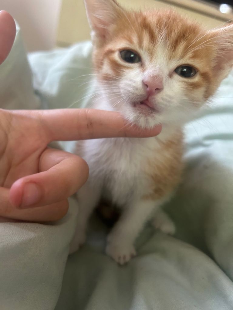 Short hair kittens 