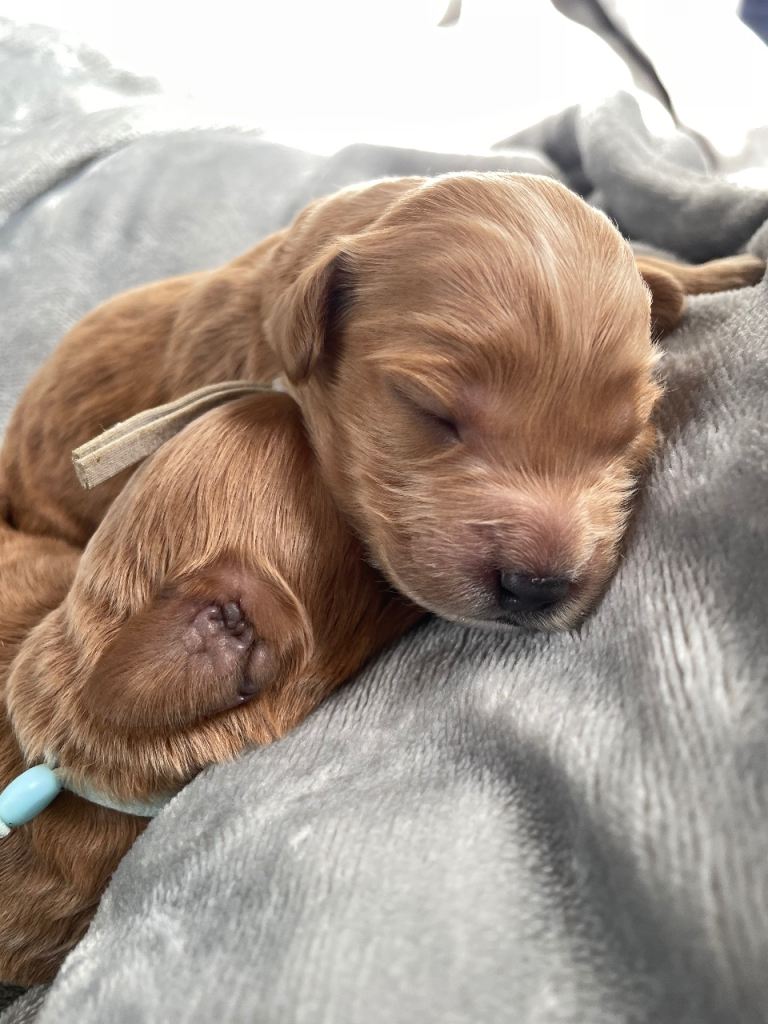Toy/Miniature flb Cockapoos. 4 boys left out of a litter of 10