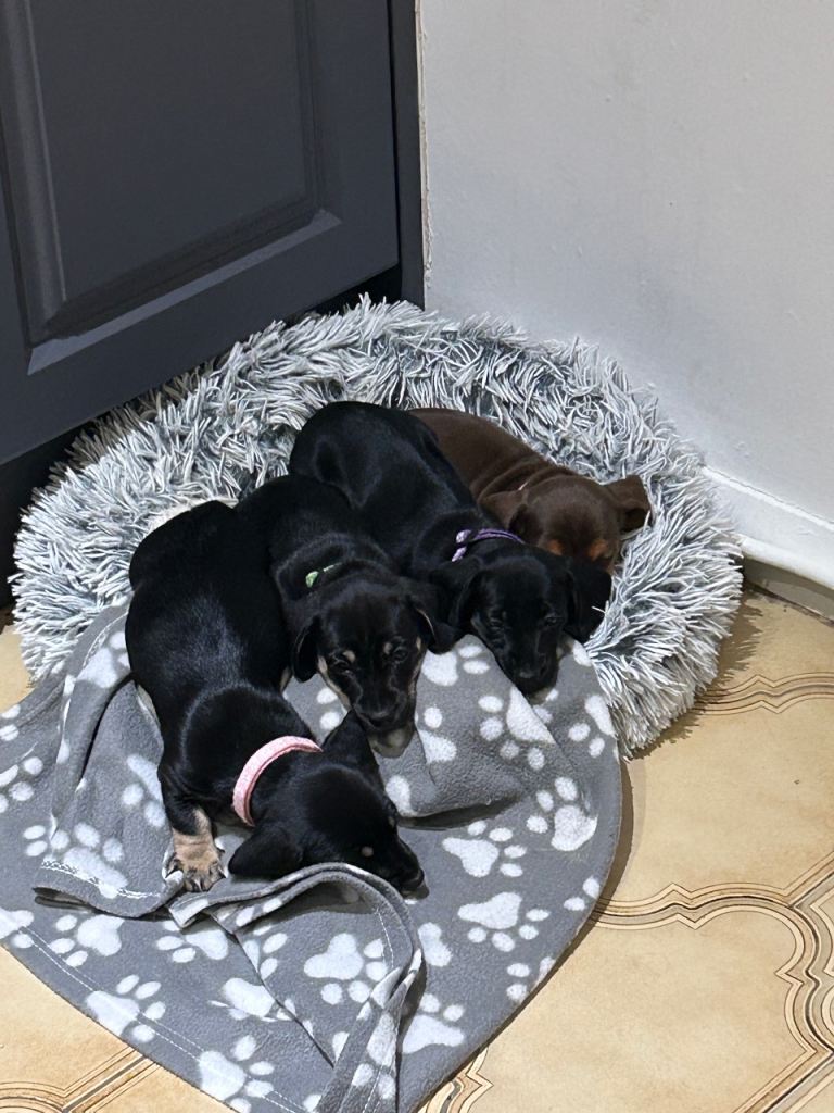 4 Dachshund puppies 