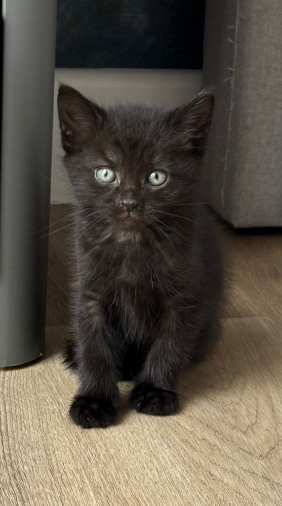 1 boy kittens 