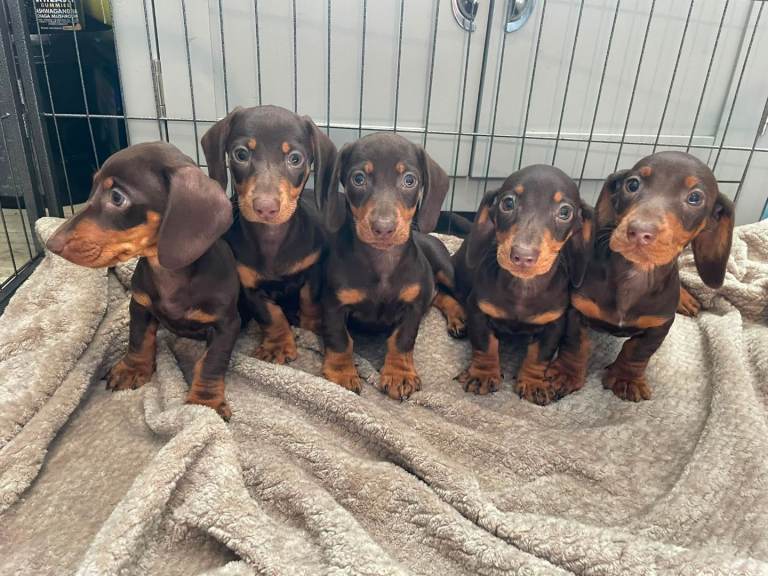 Dachshund Boys, Fully Vaccinated, Ready Now