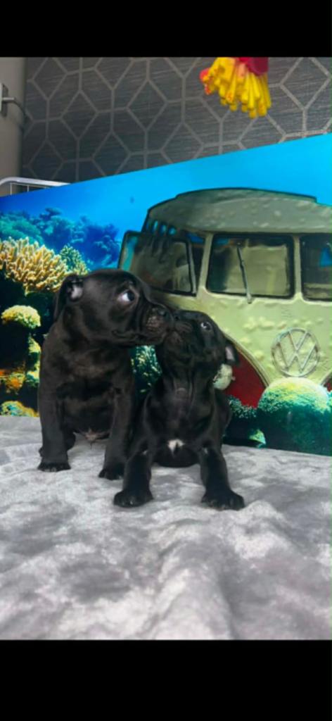 KC Staffordshire Bull Terrier Puppies £2200