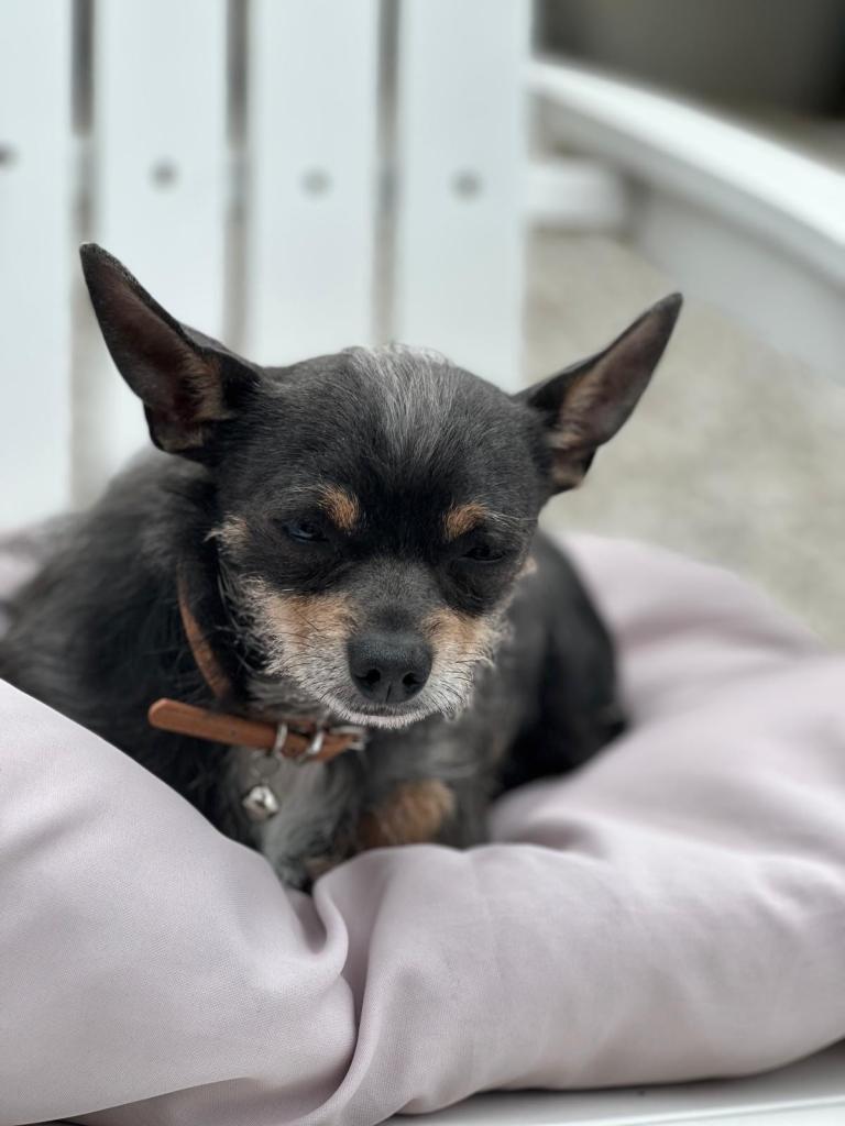 Chihuahua Boy 2 year old