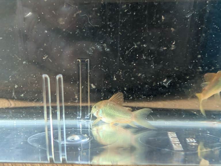 Corydoras orange Venezuelans X gold lasers and aspidoras 5 for £20/8 for £30