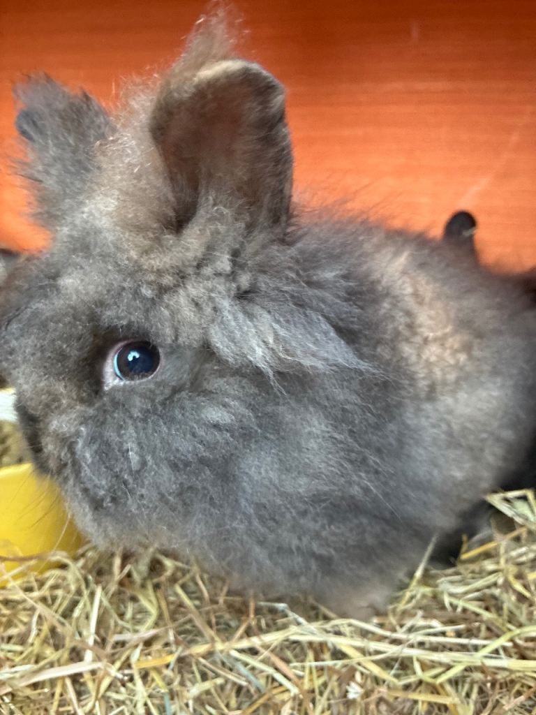 Bunny