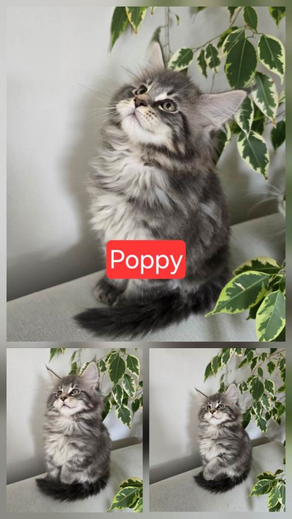Maine Coon kittens - ready to go
