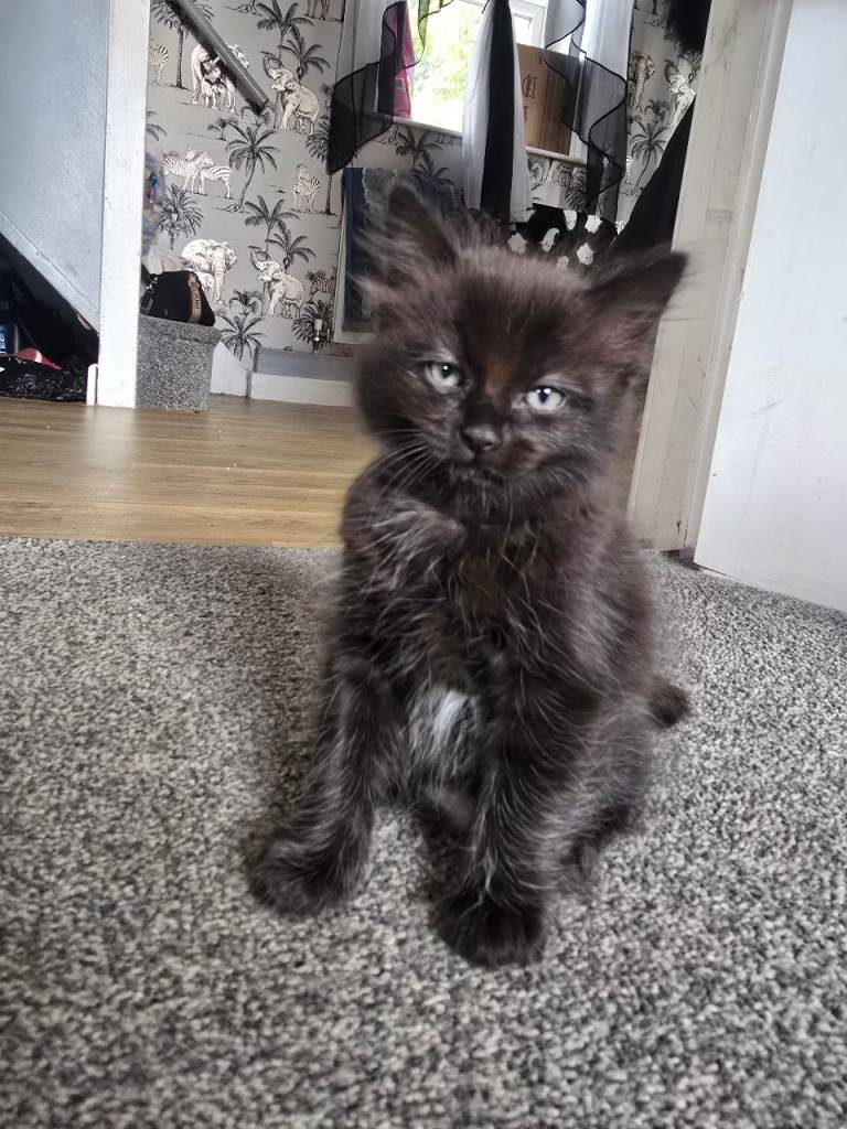 Kitten 