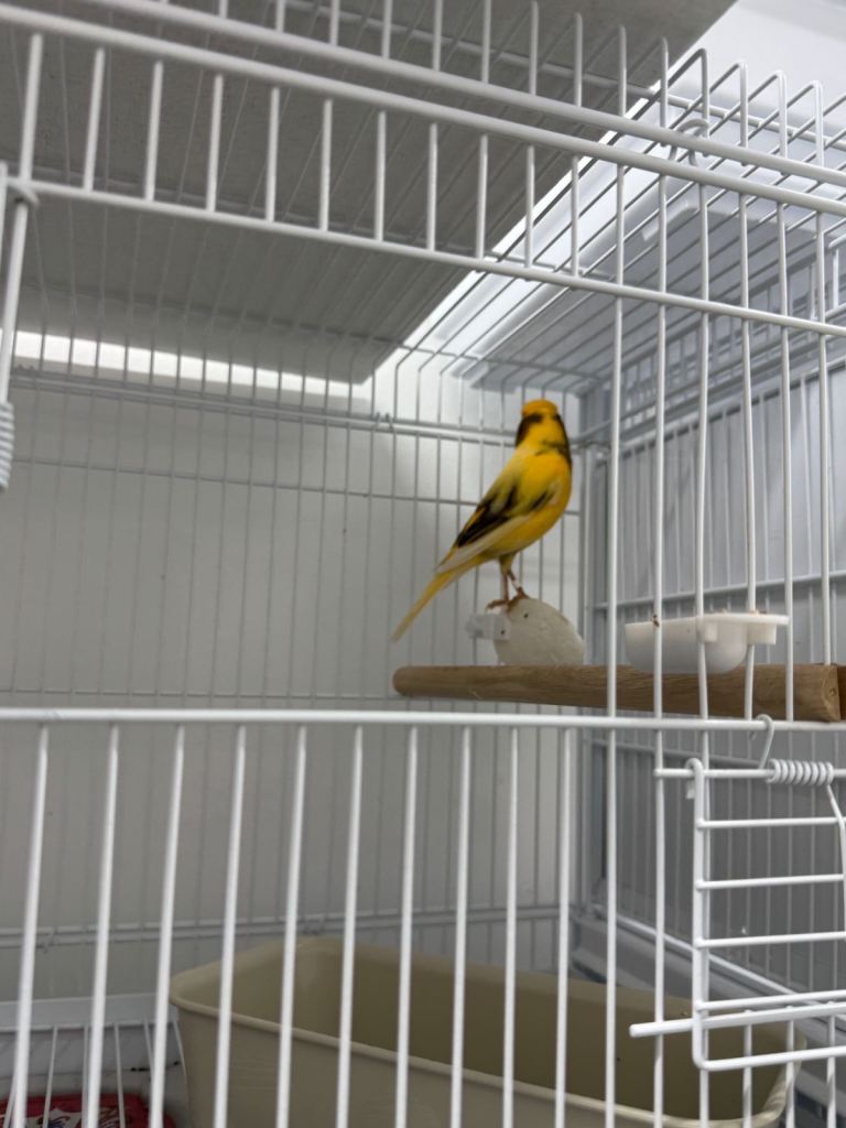 Canary