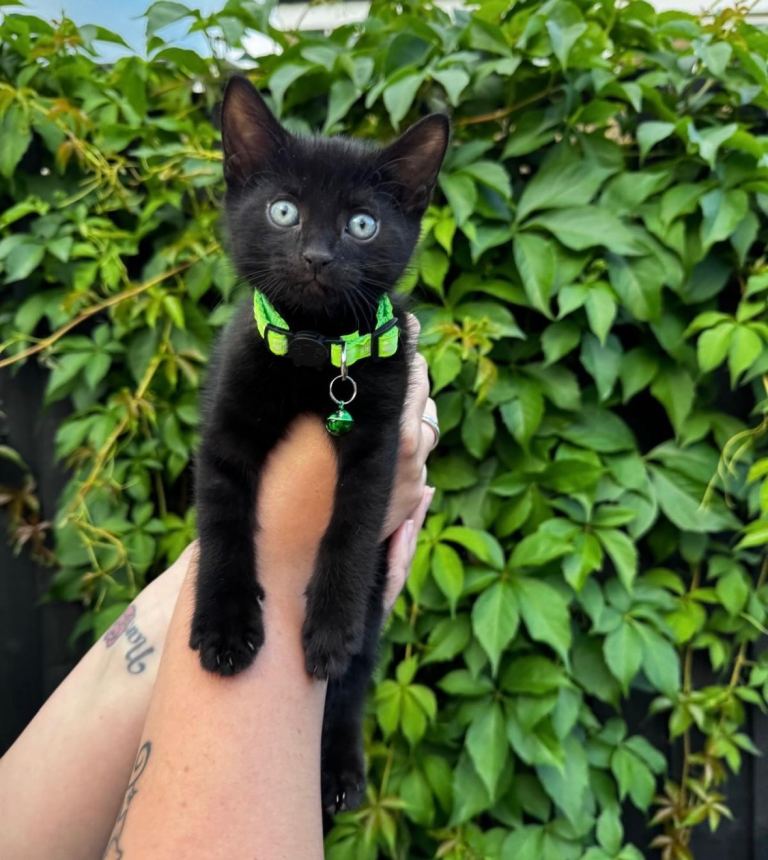 Sweet baby boy kittens for sale