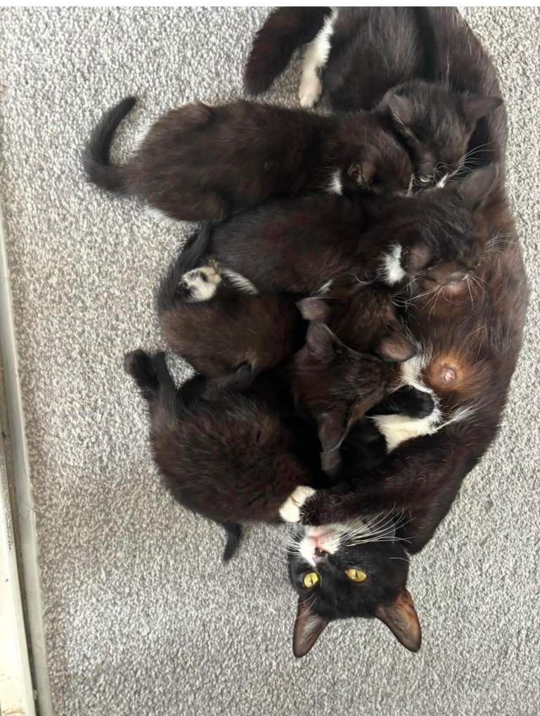 Kittens for sale 
