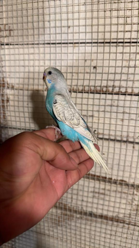 Baby budgies for sale £40 each collection mk404nn