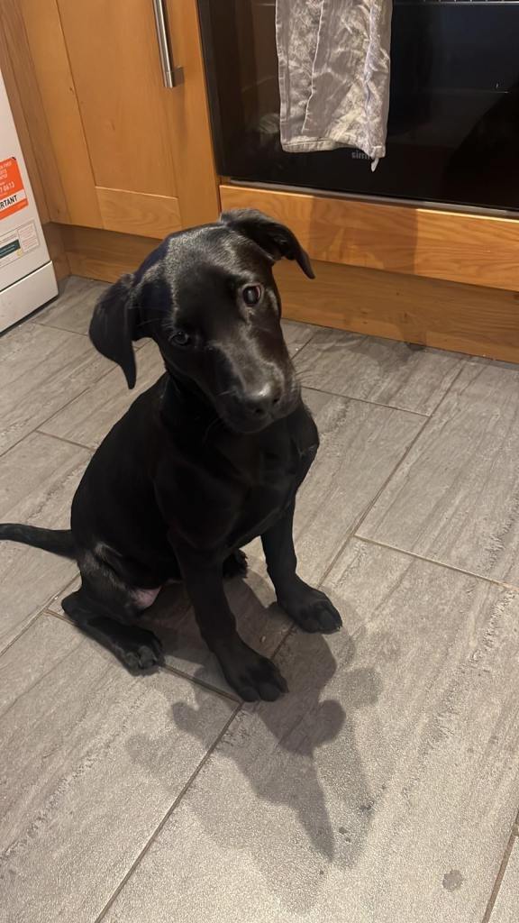Kc registered Black Labrador Puppy - Minnie