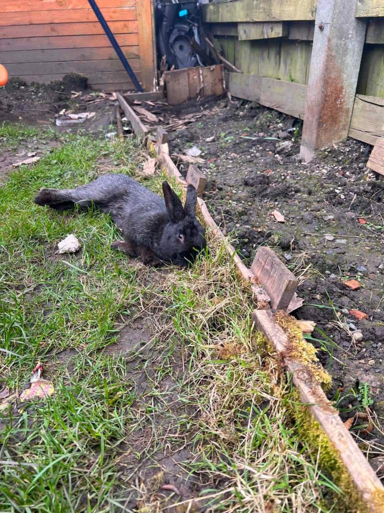 Male rabbit black around 10 months old