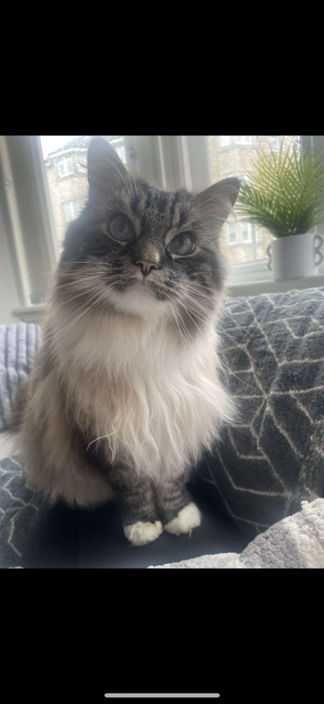 Male ragdoll/maine coon cat 