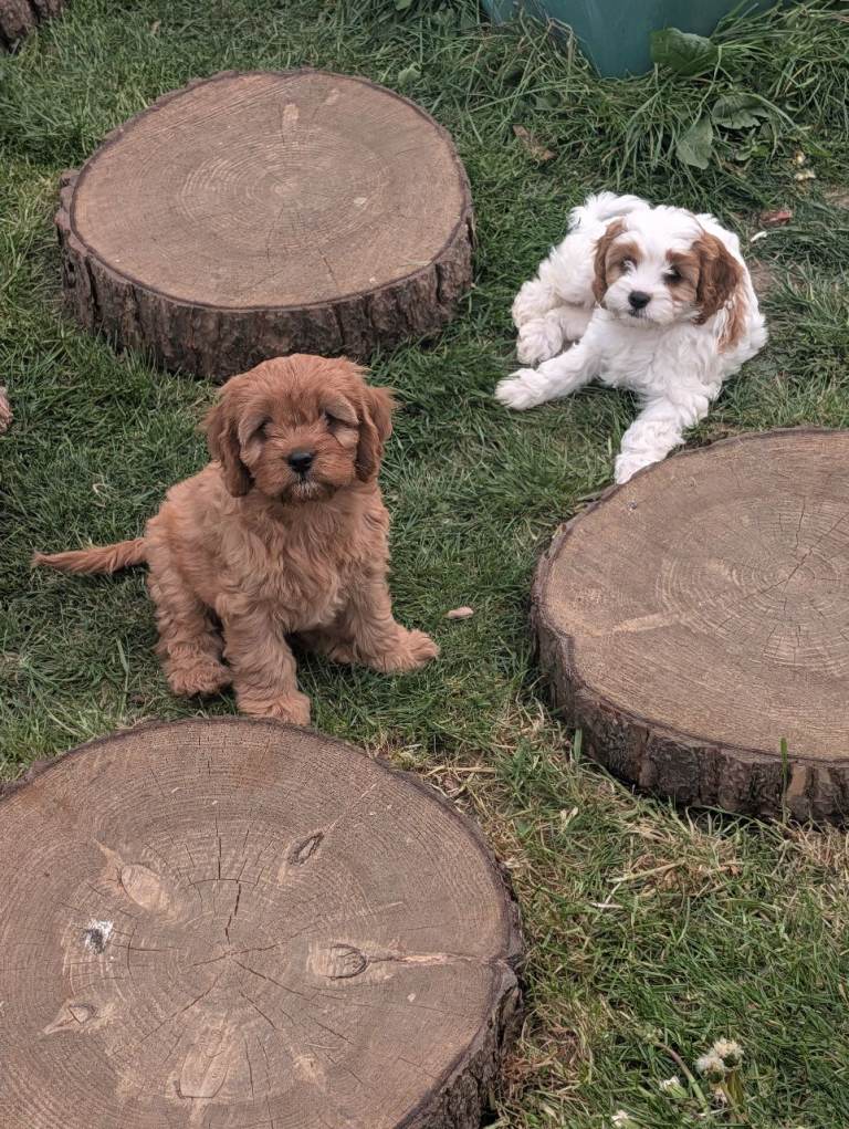 F2 Cavapoo's 