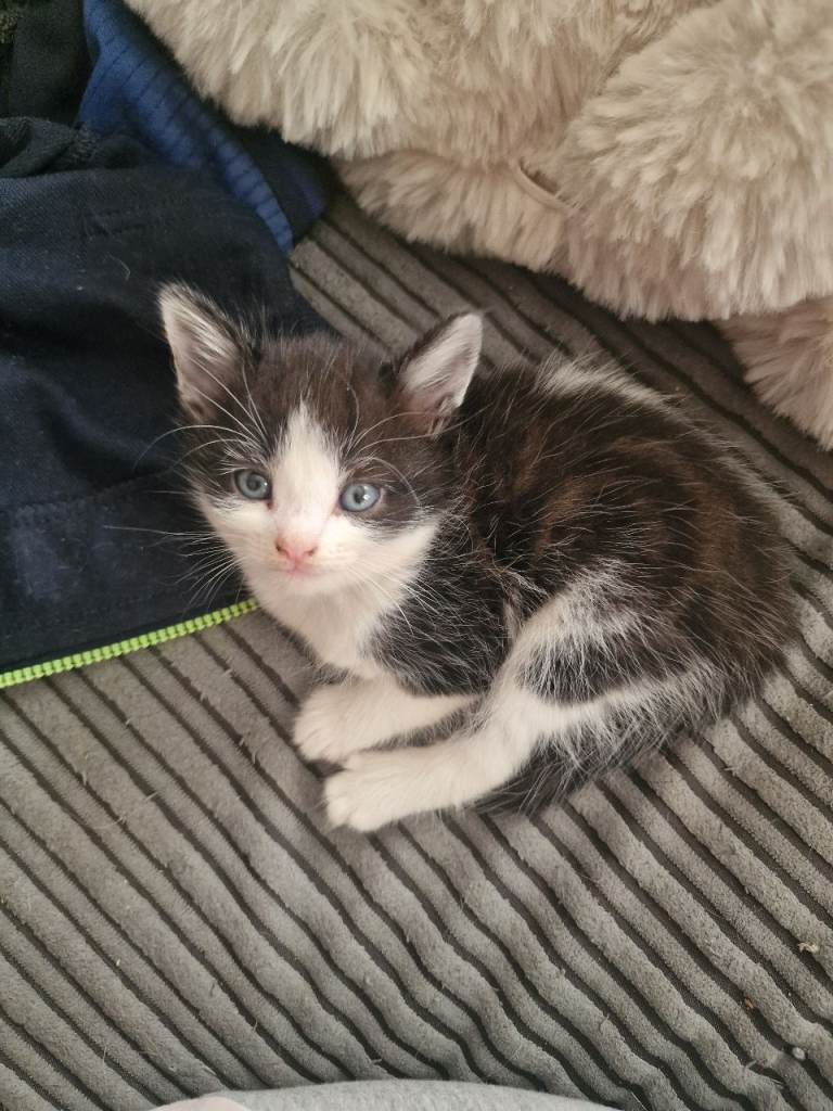 Kittens for sale 