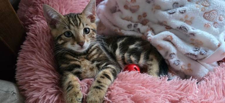  Bengal kittens available now.