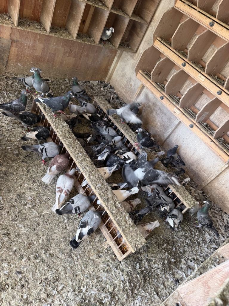 Pigeons 