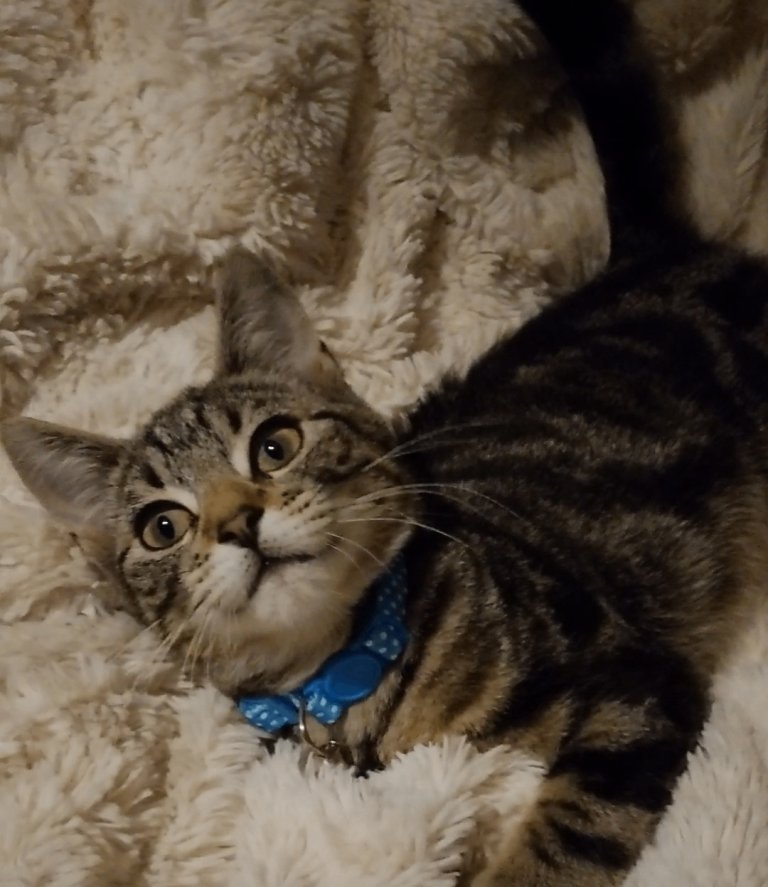Beautiful tabby kittens 🐾 2 boys 2 girls. 9 weeks old , Ready to leave 🐾💙