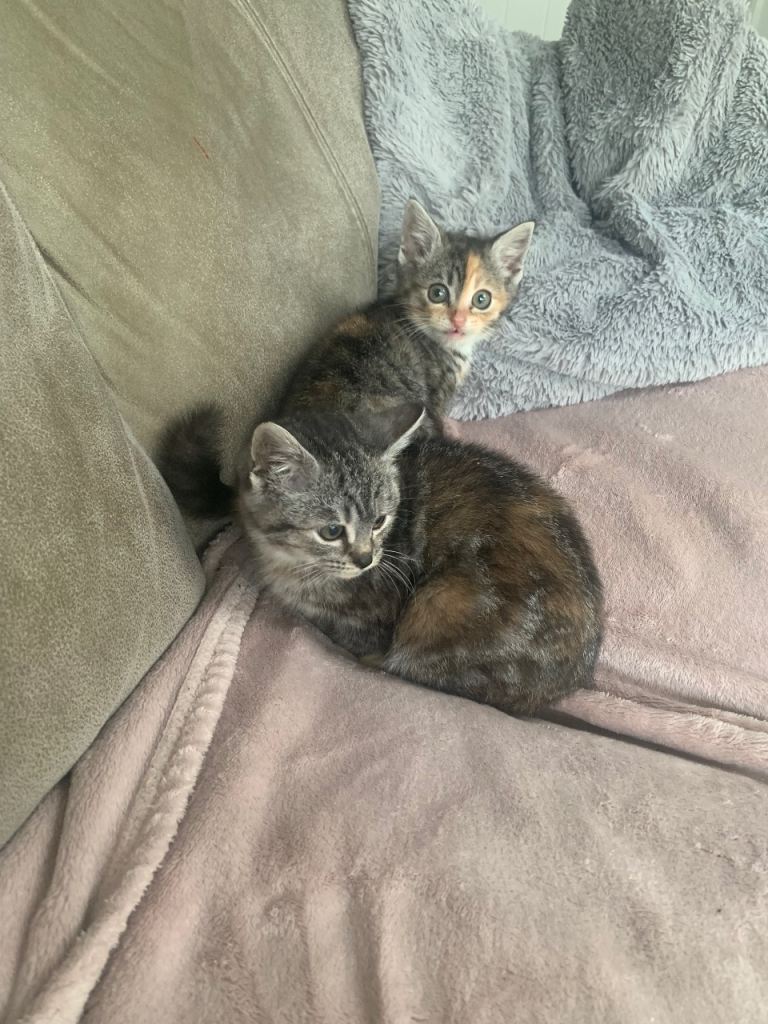 Beautiful Tabby Kittens Ready Now