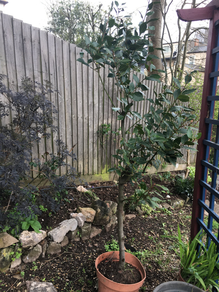 evergreen bay leaf tree mature Laurus Nobilis aproximate size 2 meters Organic healty