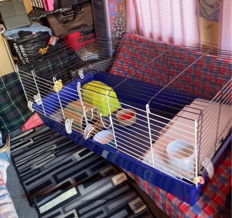 large guinea pig cage, accessories and bedding/hay/food