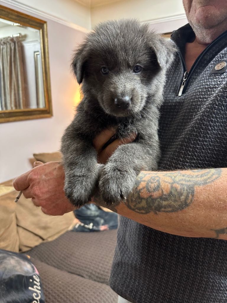 German Shepherd puppies 