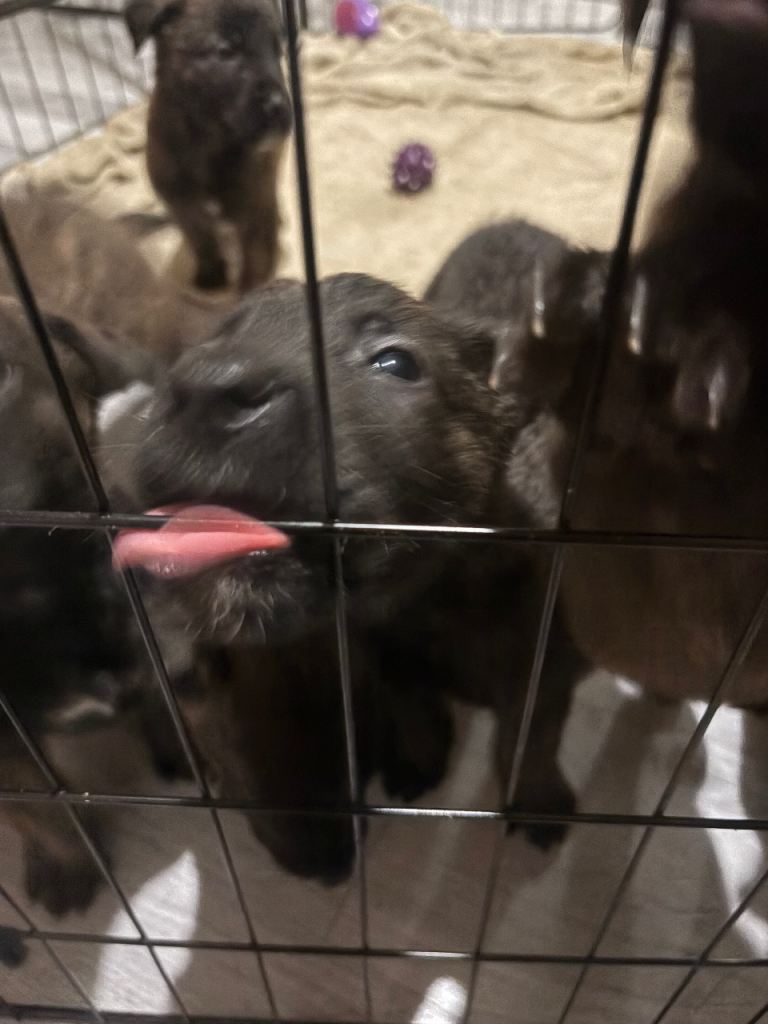 Belgian Malinois Shepherd x Mastiff Puppies 