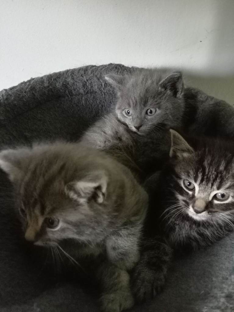 Russian blue mix Kittens for sale
