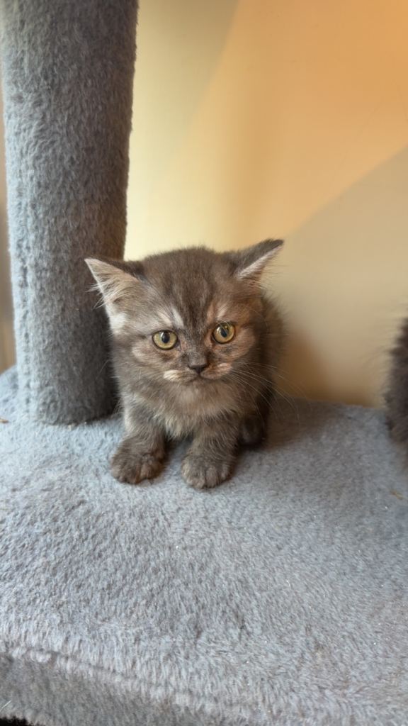 2 kittens left Grey & Black BSH/Scottish 